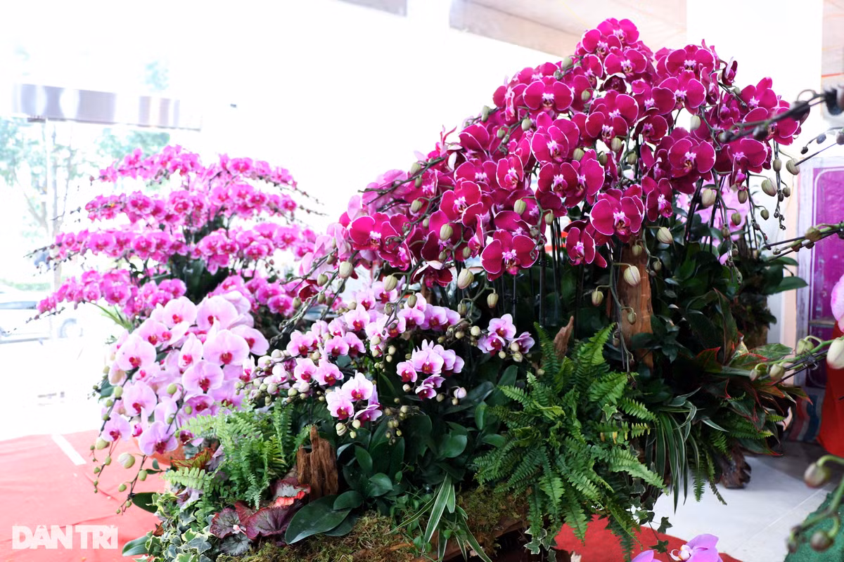 "Thu nhập cao nhưng thời gian chúng tôi làm việc chủ yếu là từ đêm đến rạng sáng. Thời điểm này yên tĩnh, không bị tác động bởi khách đến xem lan nên năng suất và sự sáng tạo tốt hơn. Tuy nhiên vào những ngày rét 9-10 độ như hiện nay thì làm từ đêm trở về sáng khá vất vả", anh Hải cho biết thêm.