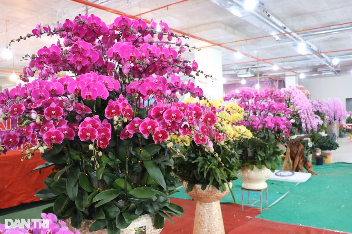 Từ khoảng mùng 10 tháng Chạp, thị trường hoa lan Tết Nguyên đán Giáp Thìn tại Nghệ An đã bắt đầu sôi động. Theo ghi nhận, giá hoa lan năm nay không tăng nhiều so với năm ngoái từ 200.000 đồng đến 2 triệu đồng/cành, tùy loại.