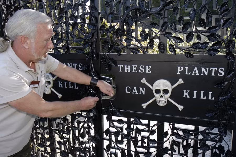 Nhưng điểm hấp dẫn nhất của vườn Alnwick là Vườn Độc - phía sau cánh cổng này.