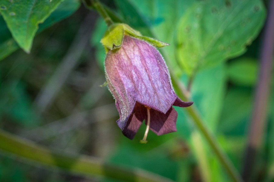 Belladonna - còn được mệnh danh là “bóng đêm chết chóc”, cũng có thể được tìm thấy trong vườn.