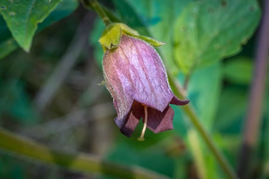 Belladonna - còn được mệnh danh là “bóng đêm chết chóc”, cũng có thể được tìm thấy trong vườn.