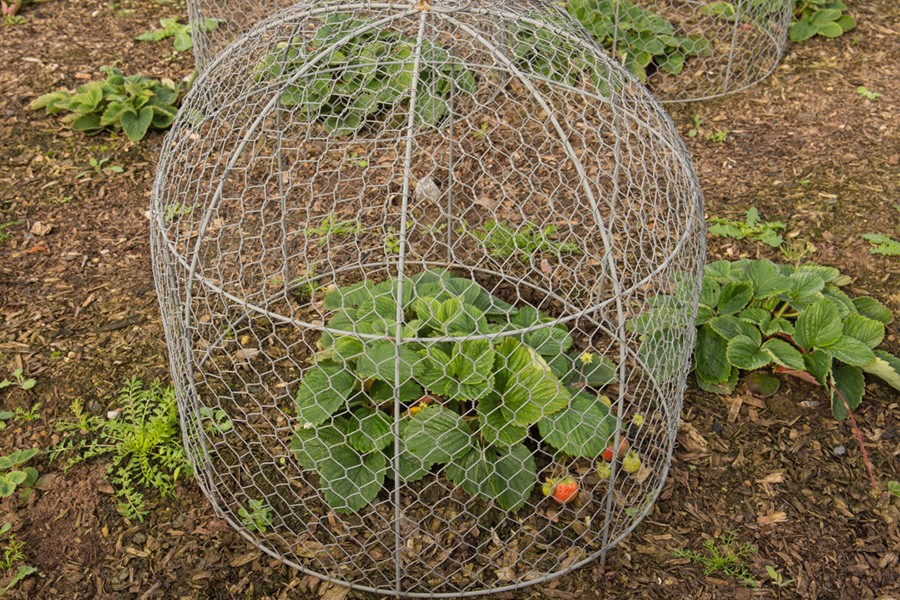 Một số cây trong Vườn Độc nguy hiểm đến mức chúng phải được nhốt trong lồng.