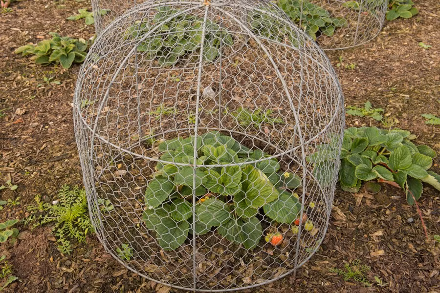 Một số cây trong Vườn Độc nguy hiểm đến mức chúng phải được nhốt trong lồng.