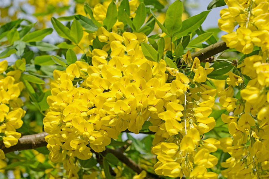 Hay tất cả các bộ phận của hoa kim tước này đều độc hại.