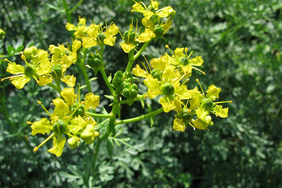 Ruta Graveolens - thường được gọi là rue, loại cây này có thể khiến bạn phát ban nếu chạm vào.