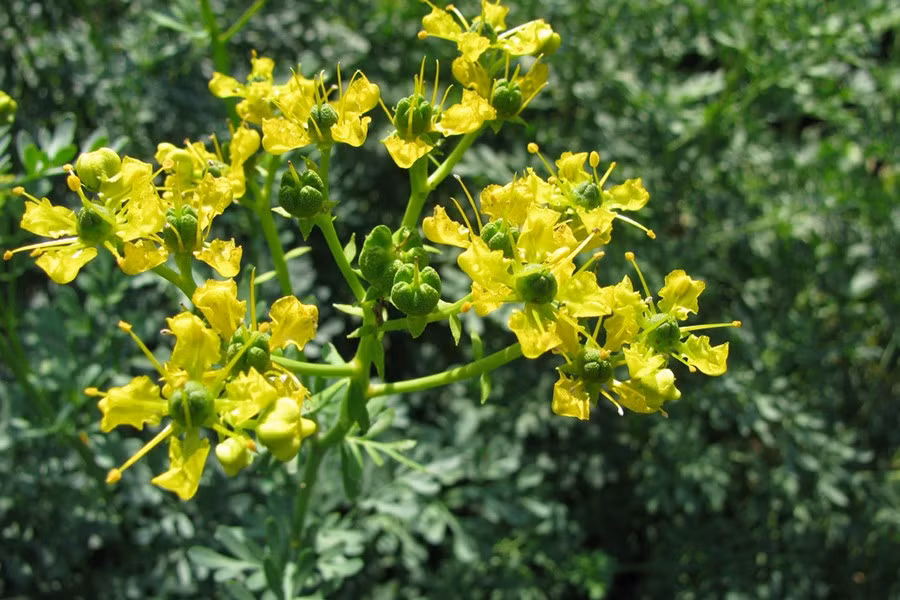 Ruta Graveolens - thường được gọi là rue, loại cây này có thể khiến bạn phát ban nếu chạm vào.