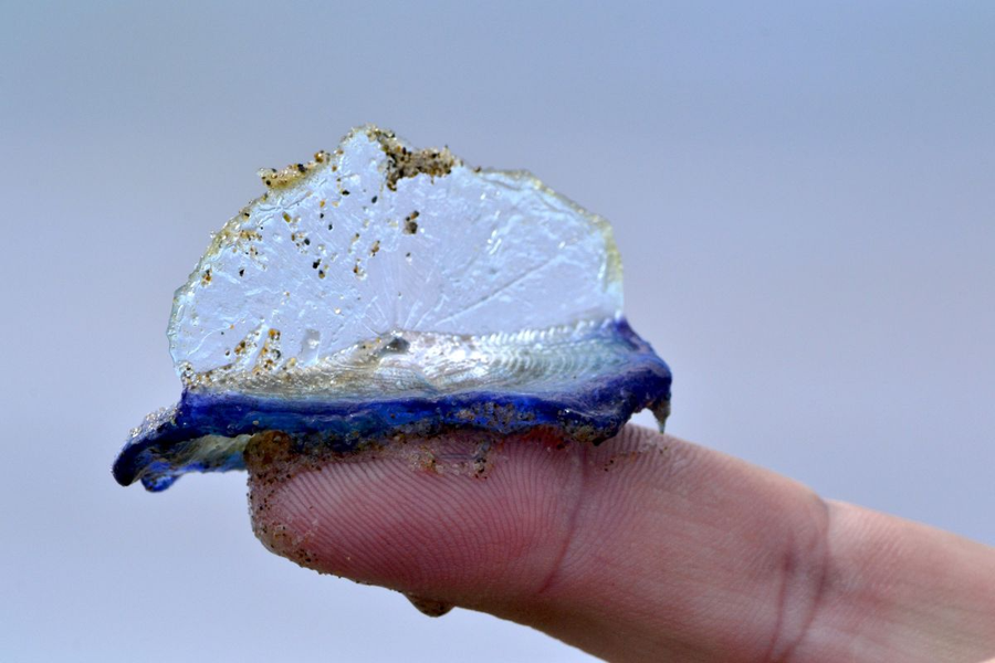 Thoạt nhìn, sứa buồm Velella dường như trông rất vô hại. Thậm chí, sự trong suốt của chúng còn khiến chúng ta liên tưởng rằng sứa buồm rất mong manh dễ vỡ. Tuy nhiên, dù rất khó tin nhưng loài sứa này lại là một loài động vật ăn thịt. Hơn thế nữa, hành vi săn mồi của sinh vật này cũng được nhận xét là không hề nhân văn tí nào.