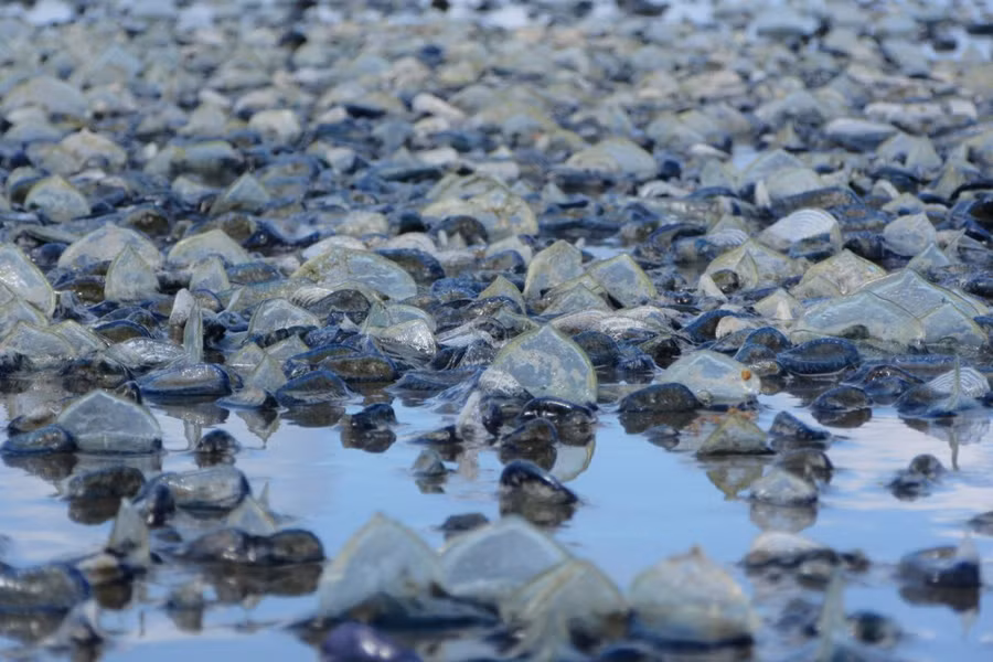Khi gió thay đổi hướng, những con sứa buồm velella sẽ bị trôi dạt vào bờ.