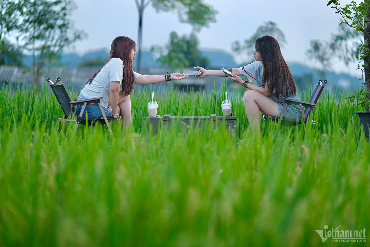 Quán cà phê này trở nên đẹp hơn vào thời điểm cuối tháng 5, khi lúa đã bắt đầu chín vàng, chuẩn bị thu hoạch. Đến cuối tháng 10, sau vụ thu hoạch thứ 2 trong năm, nông dân sẽ cho ruộng nghỉ, nước sẽ được bơm ngập cánh đồng. Đó là lúc quang cảnh nơi đây lại mang một màu sắc khác. Ảnh: Mạnh Hùng