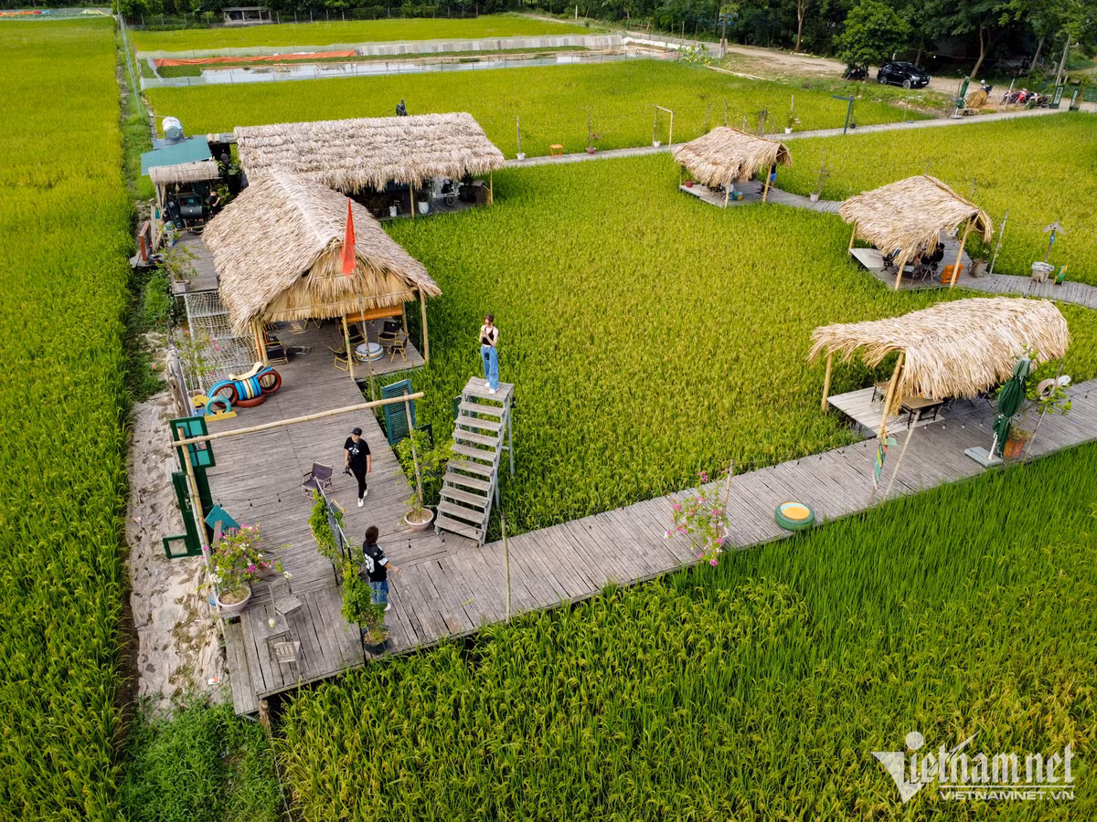 Theo chủ quán, đây là mùa lúa chín thứ 3 từ khi quán cà phê bắt đầu kinh doanh.