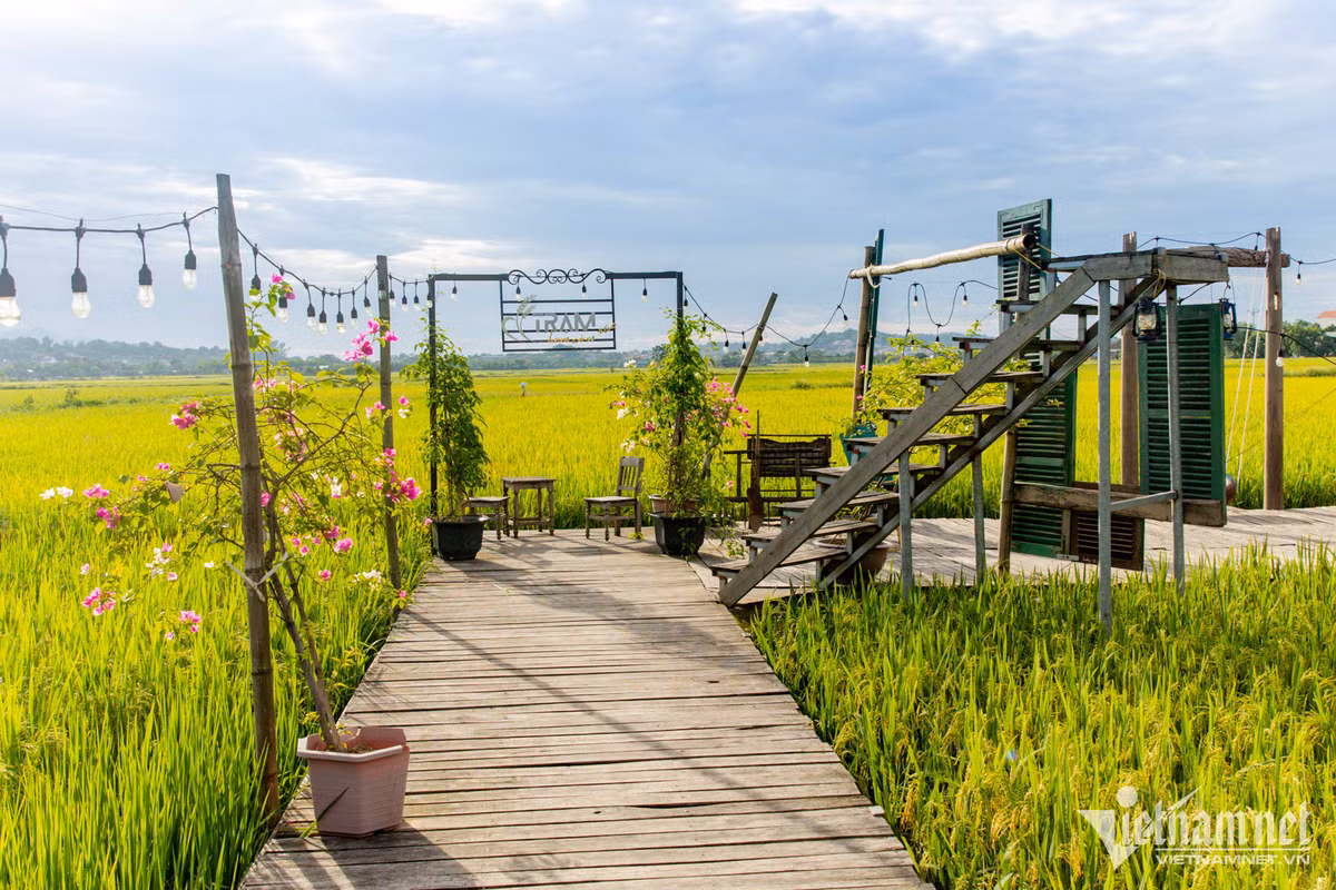 Với không gian mở, ngồi bất cứ góc nào của quán khách cũng có thể chạm tay vào những bông lúa chín...