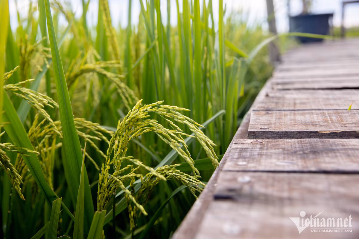 Những cây lúa ở đây lớn lên hoàn toàn bằng cách chăm sóc hữu cơ.