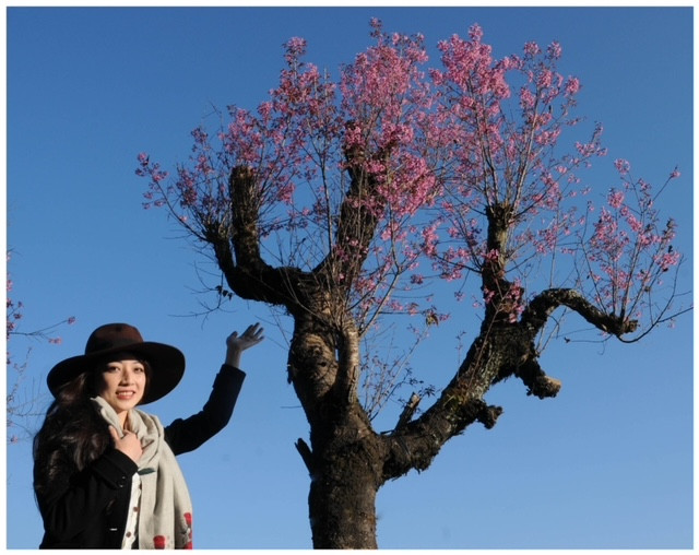 Mua hoa anh dao Da Lat-Hinh-2