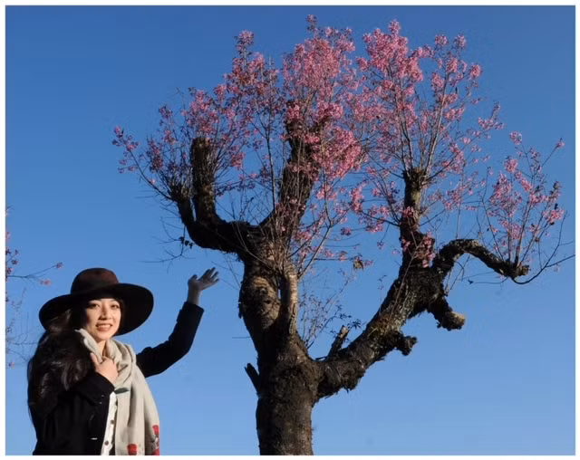 Mua hoa anh dao Da Lat-Hinh-2