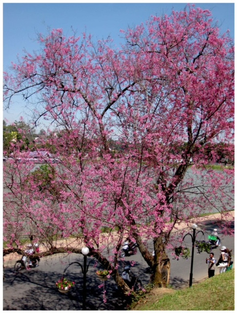 Mua hoa anh dao Da Lat-Hinh-3