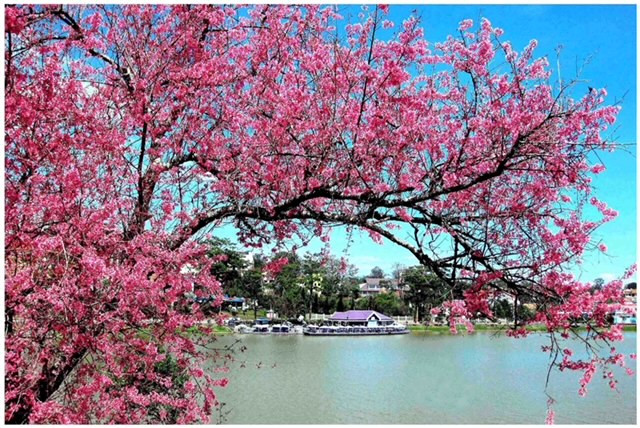 Mua hoa anh dao Da Lat