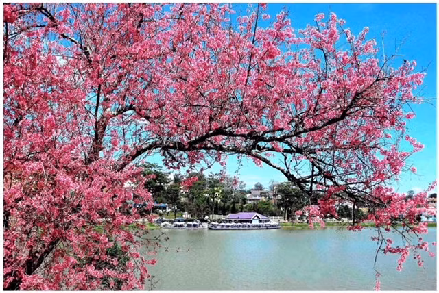 Mua hoa anh dao Da Lat