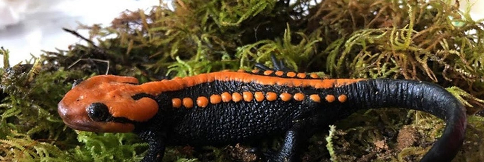 Cá cóc sần Ngọc Linh được tìm thấy ở độ cao 1.800 mét, loài cá này lập kỷ lục về độ cao đối với loài cá cóc được phát hiện ở Việt Nam.