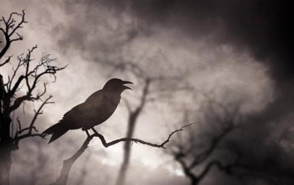 Vì hành vi này mà người ta lầm tưởng quạ là loài chim mang đến điềm dữ, báo trước tai họa. Tuy nhiên, nghiên cứu khoa học đã khẳng định loài quạ không có khả năng tiên tri siêu nhiên như vậy.