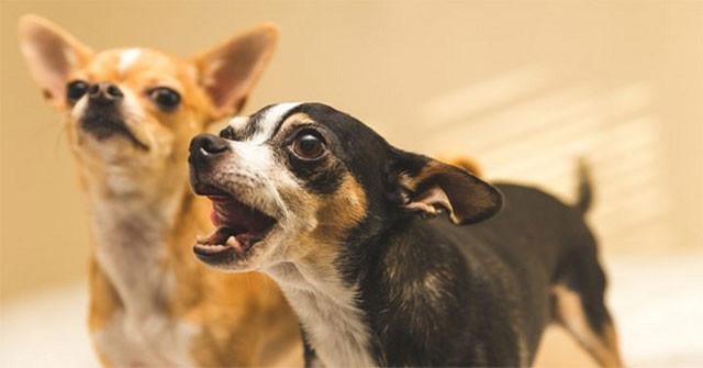 Trước đây, những vụ trộm cắp vặt thường xảy ra ở các vùng nông thôn, đặc biệt là vào ban đêm, khi thủ phạm dễ dàng che giấu danh tính hơn. Lúc này, người nuôi chó ở nhà có thể phát hiện kịp thời sự xuất hiện của người lạ thông qua tiếng chó sủa. Tính cảnh giác và khứu giác nhạy bén của chó khiến chúng trở thành loài động vật canh gác tuyệt vời, mang lại thêm một lớp an toàn cho các gia đình.