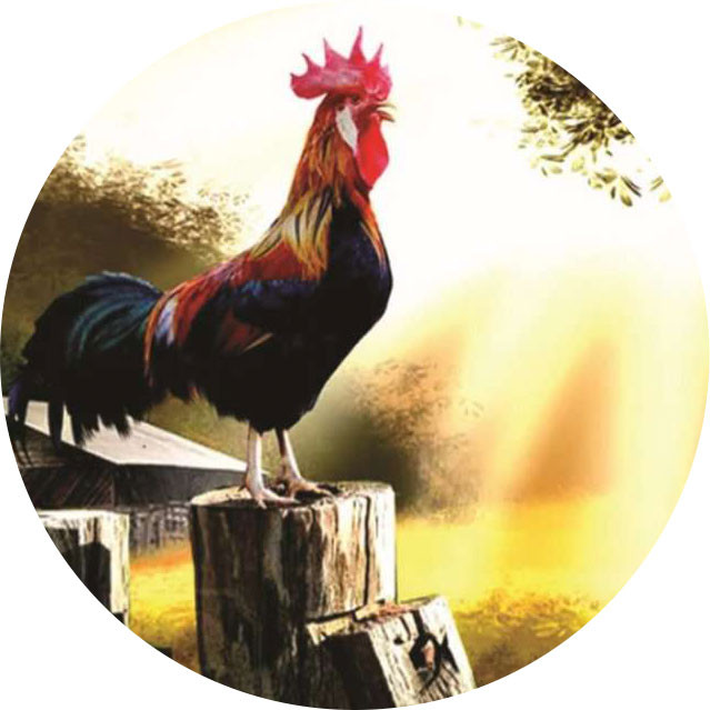 Người ta tin rằng gà và các loại gia cầm, gia súc khác có thể cảm nhận trước được động đất nên chúng có thể có hành vi bất thường trước khi động đất xảy ra. Vì vậy, khi nghe thấy tiếng gà gáy giữa đêm, hãy nâng cao tinh thần cảnh giác để bảo vệ người thân và gia đình.