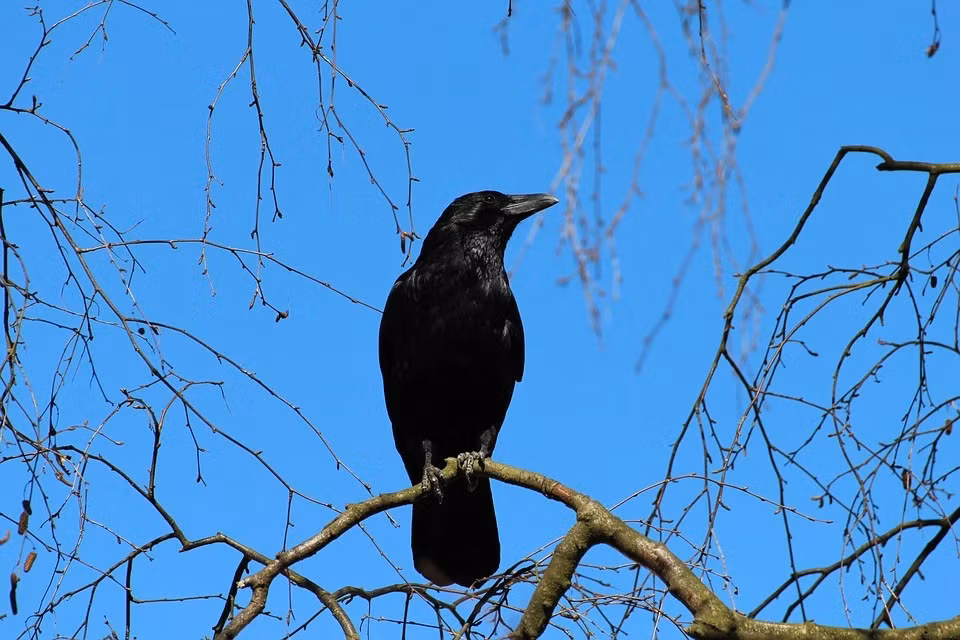 4. Tiếng quạ kêu: Quạ là loài chim quen thuộc với chúng ta. Bộ lông màu đen của nó làm cho nó rất dễ thấy trong số nhiều loài chim. Dân gian có câu nói về tiếng quạ kêu: “Quạ bay vào nhà, không gặp họa thì cũng gặp tai ương”.