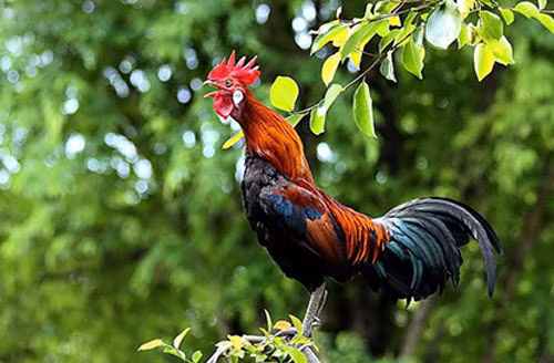 1. Gà gáy lúc nửa đêm: Tiếng gà gáy là chuyện bình thường ở vùng quê, nhất là khi gà trống gáy vào lúc bình minh nhằm nhắc nhở người nông dân bắt đầu một ngày mới. Tuy nhiên, việc nghe thấy tiếng gà gáy vào lúc nửa đêm thường có cảm giác bất thường.