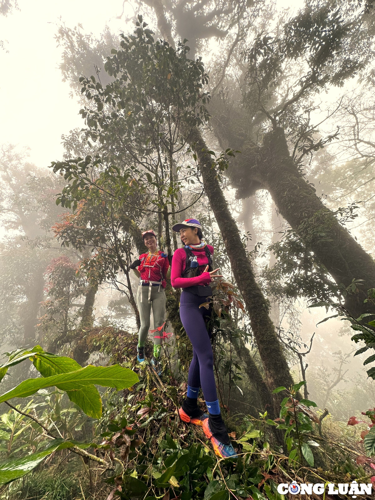 Thảm thực vật trong rừng thay đổi theo độ cao và hướng sườn núi. Trong rừng còn có nhiều cây cổ thụ to, hình dáng kỳ lạ, rêu phủ quanh năm và rừng trúc xanh bốn mùa.