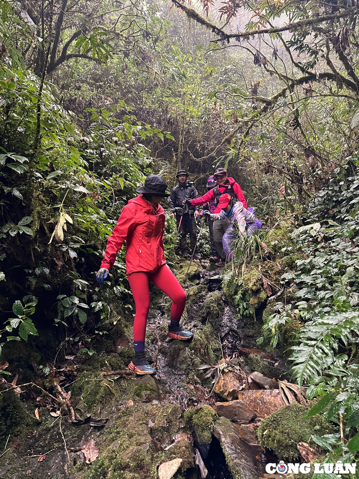 Khi chinh phục đỉnh Sa Mu, du khách sẽ phải băng qua khu rừng nguyên sinh nhiều suối, thác với thảm thực vật đa dạng như rêu, hoa đỗ quyên, lá phong, trúc...