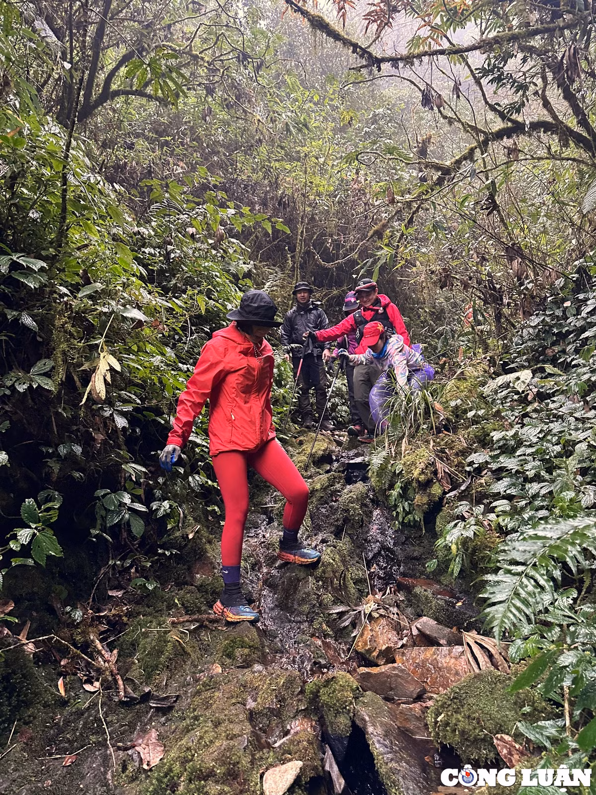 Khi chinh phục đỉnh Sa Mu, du khách sẽ phải băng qua khu rừng nguyên sinh nhiều suối, thác với thảm thực vật đa dạng như rêu, hoa đỗ quyên, lá phong, trúc...