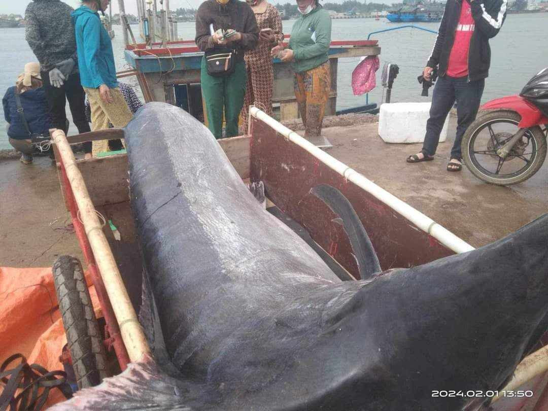 Ngư dân Quảng Trị săn được cá cờ khủng nặng 200kg - Hình 2 Ngu dan Quang Tri san duoc ca co khung nang 200kg-Hinh-2