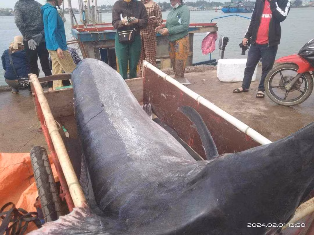 Ngư dân Quảng Trị săn được cá cờ khủng nặng 200kg - Hình 2 Ngu dan Quang Tri san duoc ca co khung nang 200kg-Hinh-2
