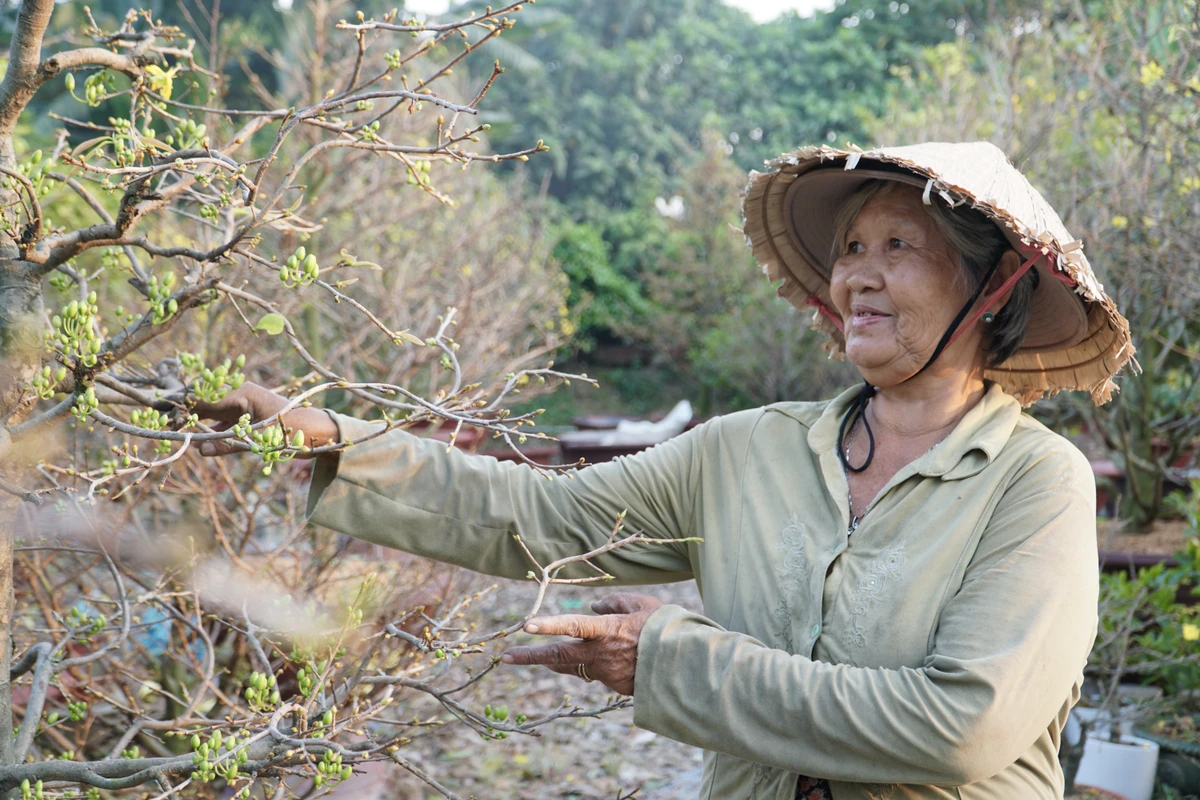 Bà Huỳnh Thị Mun tham gia lặt lá mai tại vườn Sáu Hải cho biết những cây mai cao phải cần từ 3 đến 4 người cùng làm. Người khoẻ sẽ bắc thang leo lên lặt tỉa tầng lá trên, những người còn lại sẽ ngắt lá ở tầng dưới.