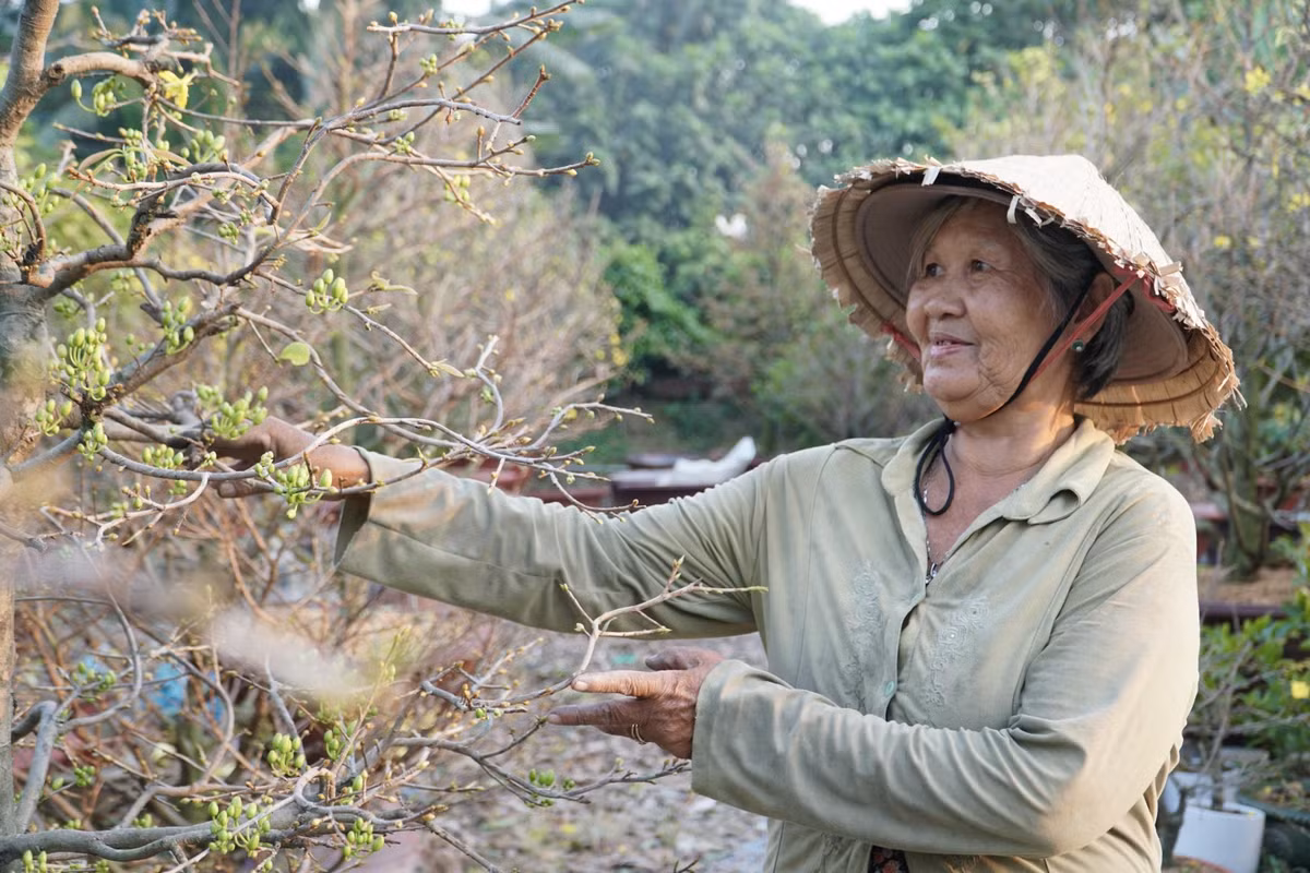 Bà Huỳnh Thị Mun tham gia lặt lá mai tại vườn Sáu Hải cho biết những cây mai cao phải cần từ 3 đến 4 người cùng làm. Người khoẻ sẽ bắc thang leo lên lặt tỉa tầng lá trên, những người còn lại sẽ ngắt lá ở tầng dưới.