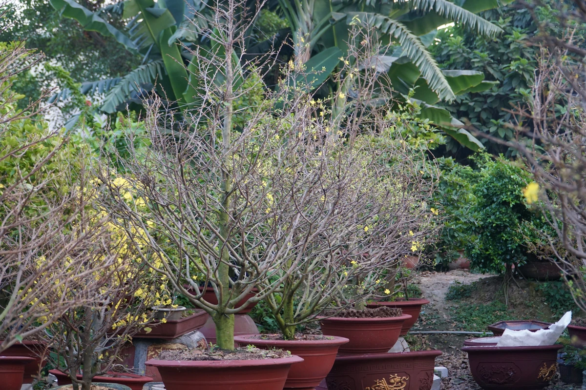 Các gốc mai tại vườn có mức dao động từ 300.000 đồng đến 500.000.000 đồng, mức giá cũng đã “hạ nhiệt” so với năm ngoái để thu hút khách.