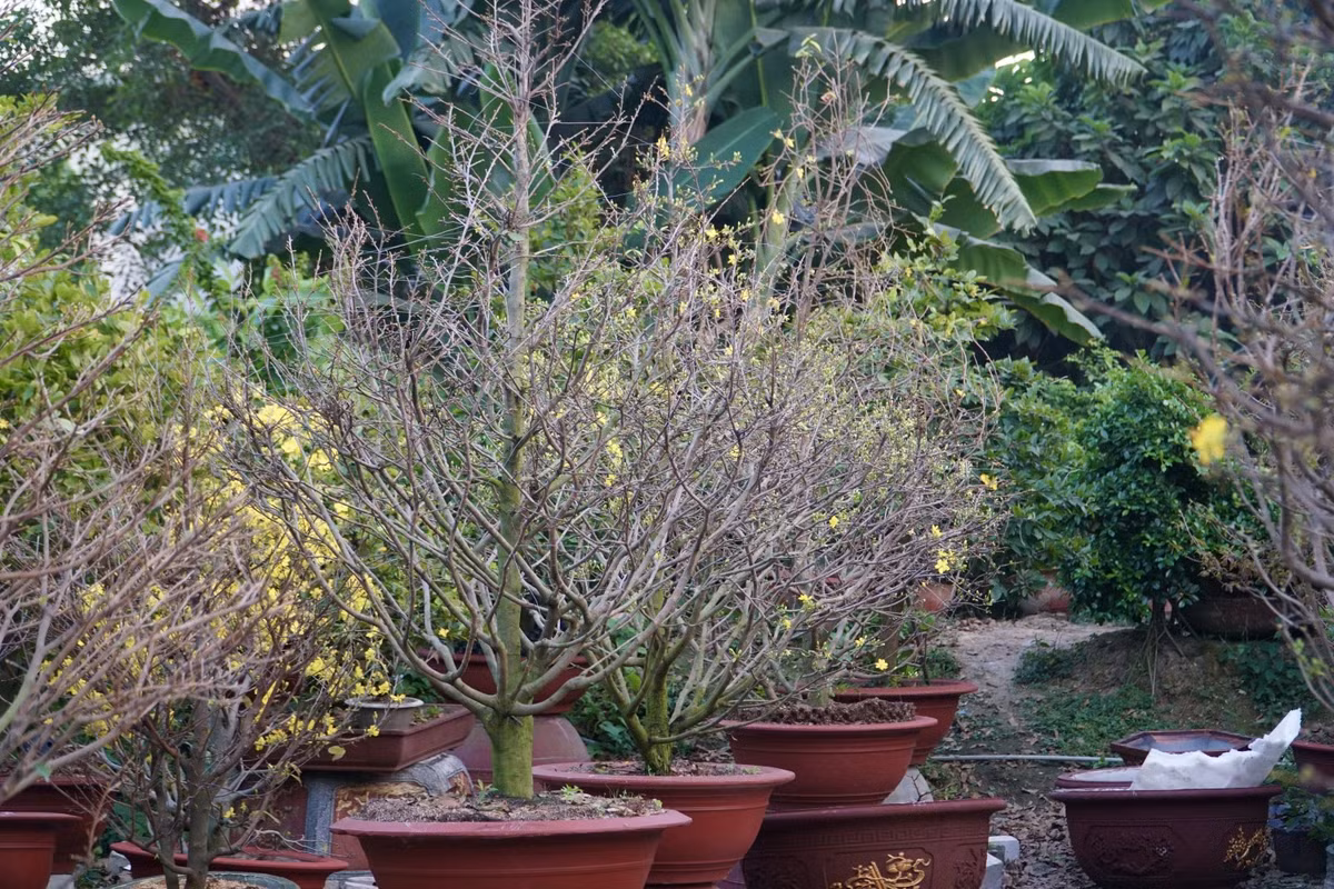 Các gốc mai tại vườn có mức dao động từ 300.000 đồng đến 500.000.000 đồng, mức giá cũng đã “hạ nhiệt” so với năm ngoái để thu hút khách.