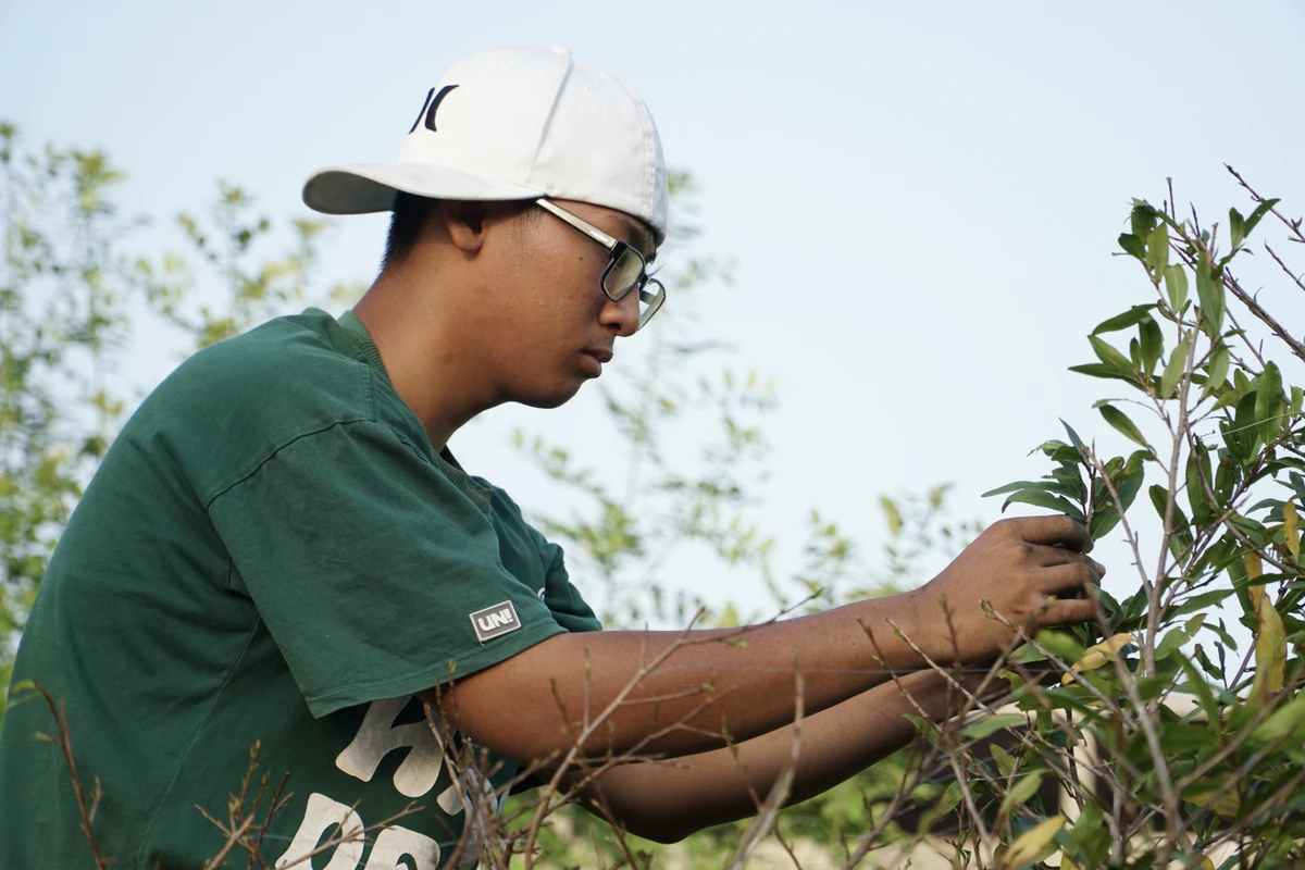 Lặt lá mai từ bao đời qua không chỉ là công việc lao động đơn thuần mà còn là một nét đẹp văn hóa trong ngày giáp tết.