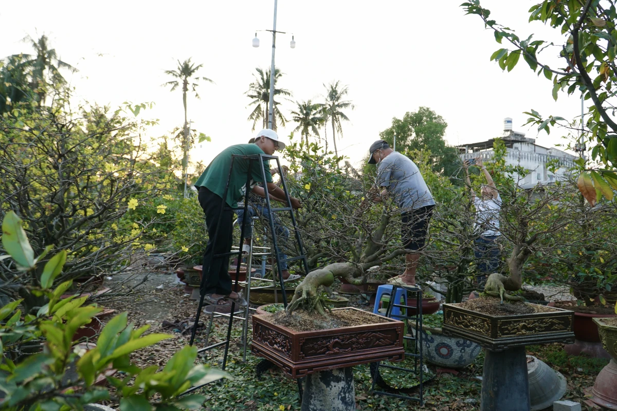 Chủ vườn mai Sáu Hải cũng cho biết thêm, mùa tết trước nhân công đông sẽ hoàn thành việc lặt lá trong khoảng từ 3-5 ngày, riêng năm nay nhà vườn dự kiến hơn 10 ngày mới xong công đoạn này.