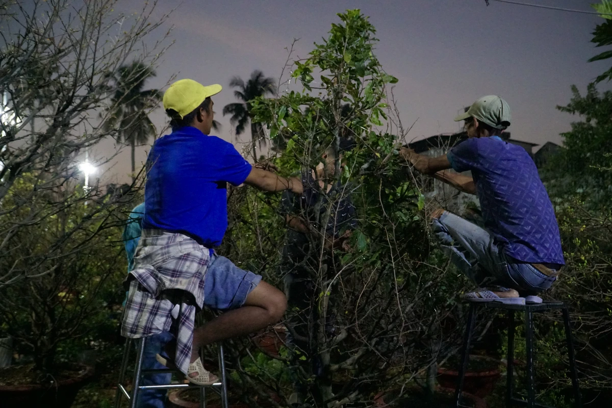 Ông Huỳnh Văn Hải, chủ vườn mai Sáu Hải, tâm sự chỉ còn 15 ngày nữa sẽ đến Tết Nguyên đán tuy nhiên đến thời điểm hiện tại thị trường ế ẩm, số cây bán ra “nhỏ giọt”, người ghé đến thuê cây cũng không sôi động như mọi năm.