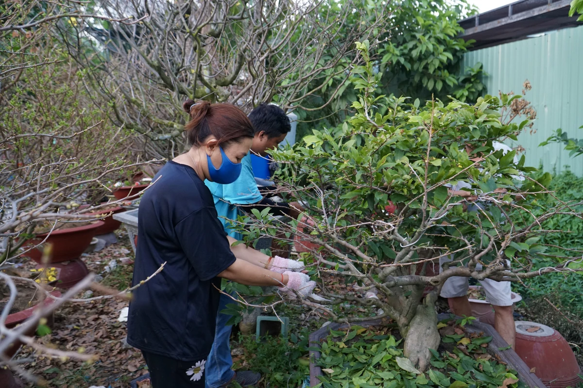 “Nghề trồng mai chăm sóc quanh năm chỉ đợi cuối năm để có thu nhập nhưng tình hình mua bán quá thê thảm, bao chi phí vật tư, thuốc men, phân bón trở thành gánh nặng, tôi rất lo âu”, ông Hải chia sẻ. Nói về việc lặt lá, ông Hải cho biết đã tiến hành từ độ mùng 5 tháng chạp. “Mọi người không chỉ lặt vào ban ngày mà còn tranh thủ thắp đèn, xuống lá cả ban đêm để kịp tiến độ”.