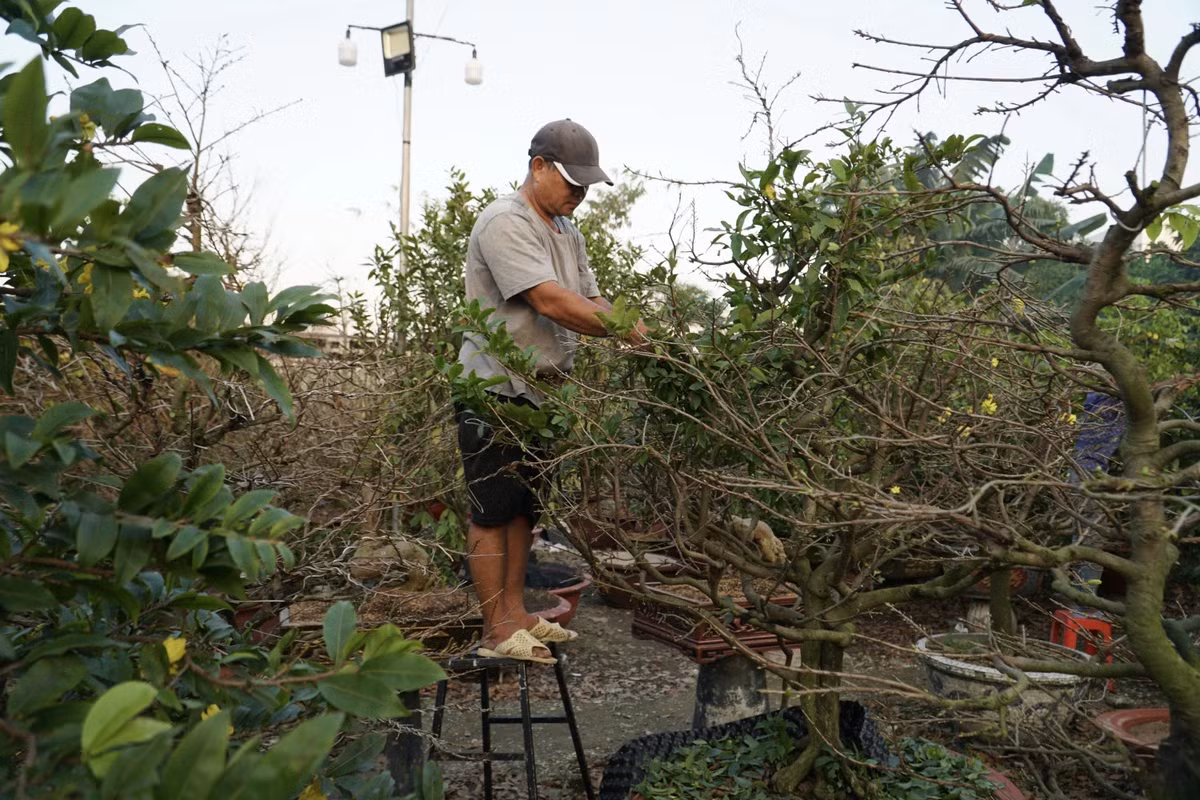 Hiện vườn đang sở hữu khoảng 600 cây, hơn 10 người đôi tay thoăn thoắt, cần mẫn từ sáng sớm đến tối muộn để kịp xuống lá cho các chậu mai.