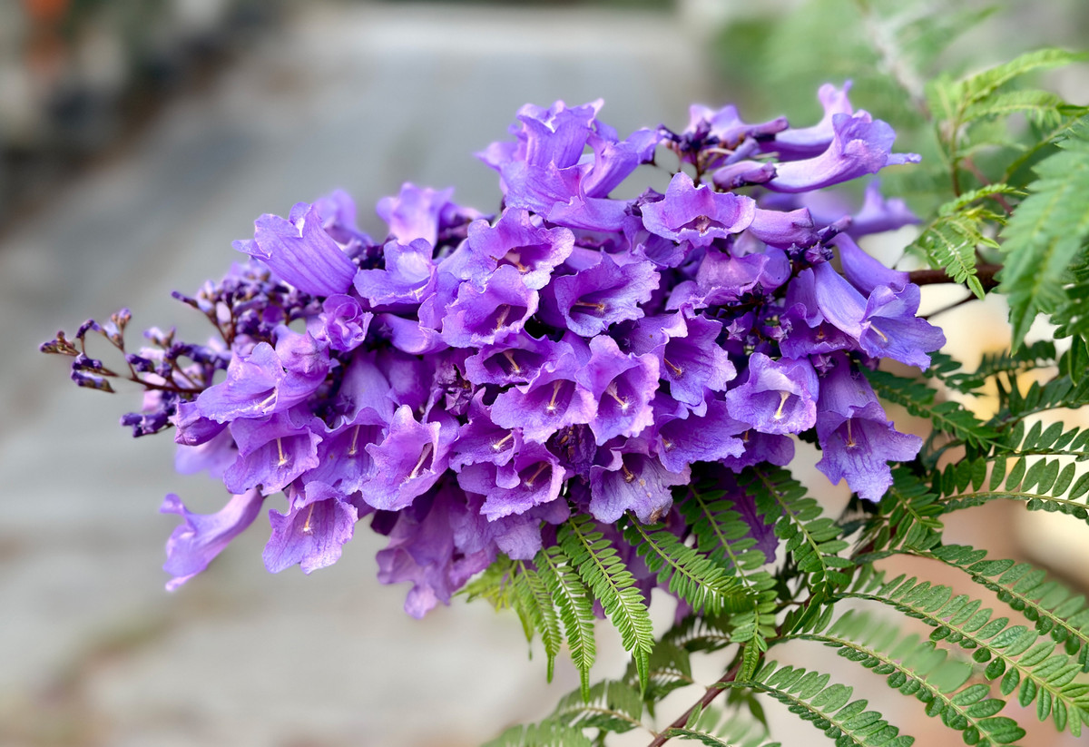 Phượng tím hợp thổ nhưỡng, phát triển khắp nơi ở TP Đà Lạt, từ góc vườn, sân nhà, công viên, đường phố... Cứ đến mùa hoa, những cây phượng Đà Lạt lại rủ nhau khoe sắc, rực tím cả một vùng trời, tạo nên một nét rất riêng cho tháng 3 Đà Lạt.