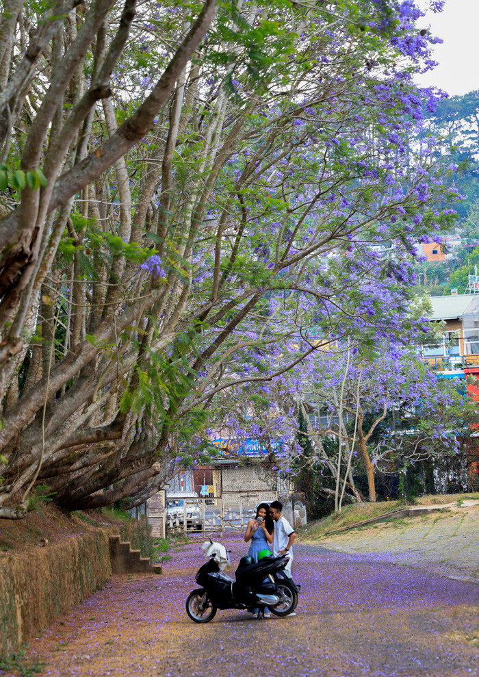 Mùa hoa phượng tím còn góp phần làm nổi bật nhiều không gian, như đường phố nhộn nhịp, kiến trúc sang trọng, giáo đường tôn nghiêm; cũng như làm tăng thêm nét hấp dẫn, độc đáo của các điểm du lịch quen thuộc...