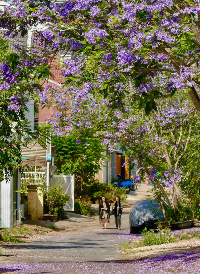 Phượng tím có đến 50 giống, với đặc điểm chung là loài cây thân gỗ, lá kép giống phượng đỏ, có thể cao đến 10 m, tán rộng. Hoa màu tím, hình chuông, có gân sọc, không thơm, dài 5-6 cm, có thể đem lại cảm giác buồn man mác, nhưng dưới ánh nắng rực lên vẻ long lanh, mềm mại, cuốn hút.