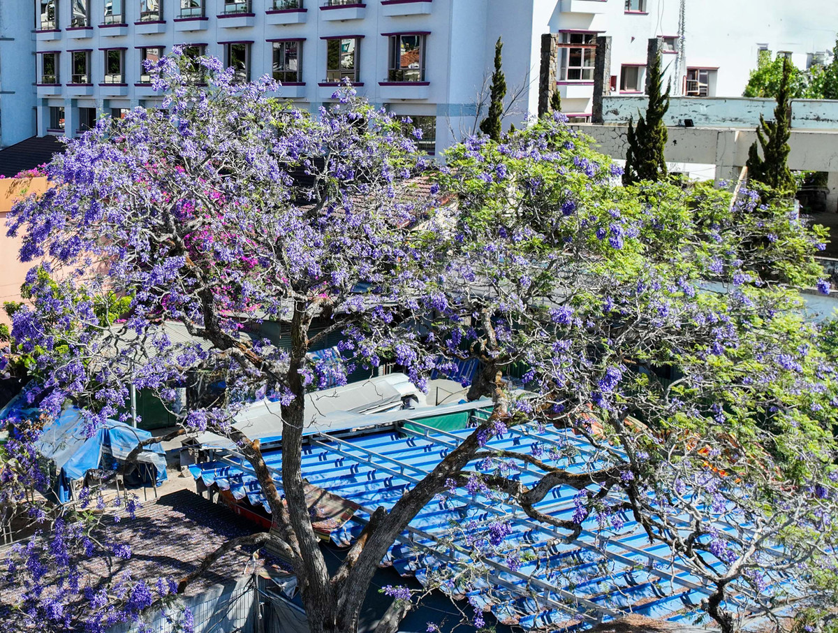 Cây phượng tím ở Đà Lạt được trồng đại trà do Công ty Công trình đô thị Đà Lạt nhập giống từ Nam Mỹ khoảng hơn chục năm nay. Nhưng, những cây phượng tím được nhân giống đầu tiên là từ năm 1995, bằng phương pháp vô tính, do Tiến sĩ Hà Ngọc Mai mang hạt từ Úc về.