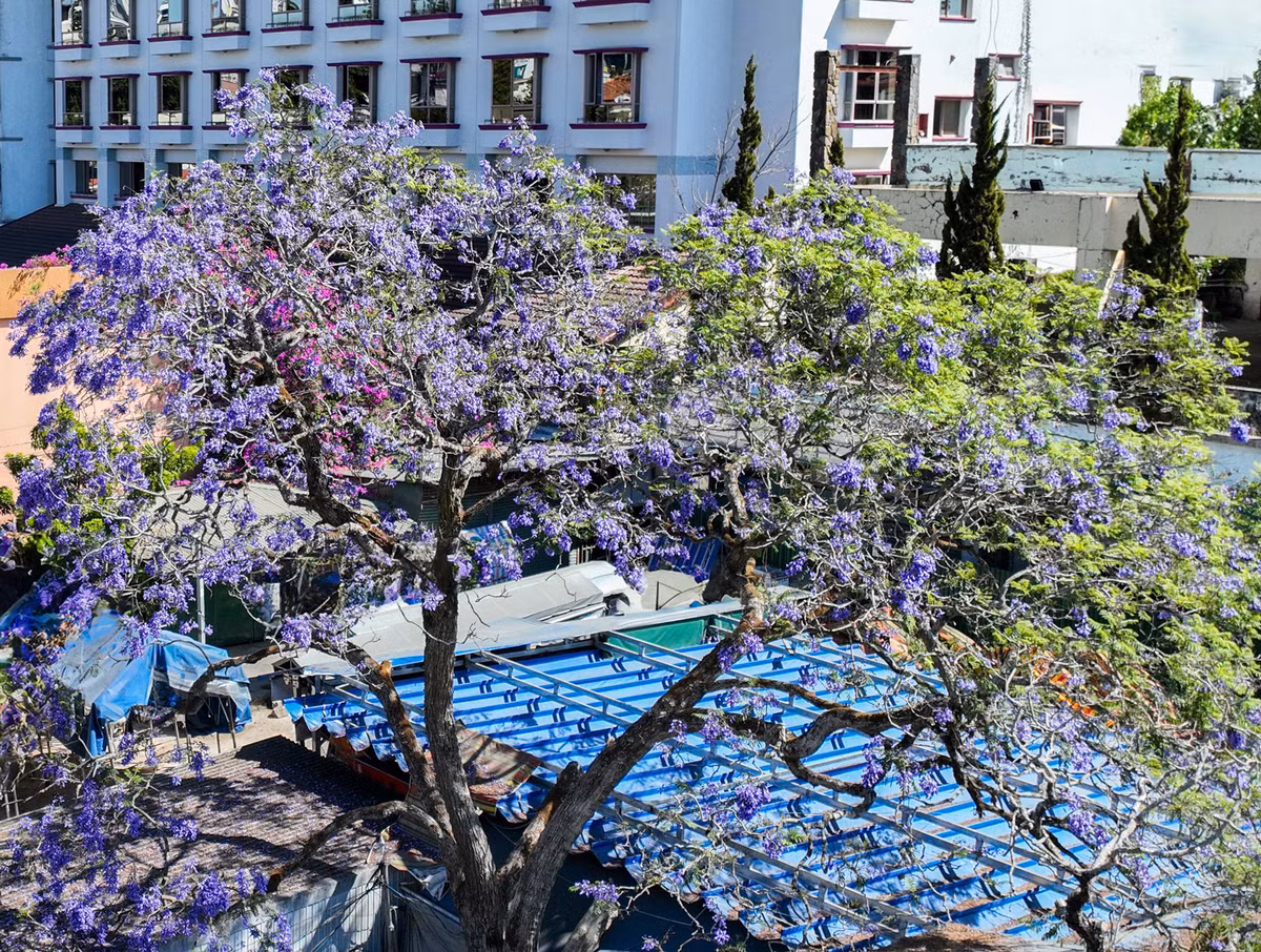 Cây phượng tím ở Đà Lạt được trồng đại trà do Công ty Công trình đô thị Đà Lạt nhập giống từ Nam Mỹ khoảng hơn chục năm nay. Nhưng, những cây phượng tím được nhân giống đầu tiên là từ năm 1995, bằng phương pháp vô tính, do Tiến sĩ Hà Ngọc Mai mang hạt từ Úc về.