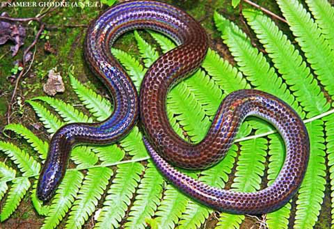 Loài này có bề mặt vảy óng ánh nhưng được ngụy trang tốt, có màu nâu nhạt đều ở trên và màu vàng kem nhạt hơn ở bên dưới. Rắn tia nắng ăn ếch nhái và các loài rắn nhỏ hơn, đồng thời giết chết con mồi bằng cách siết chặt.