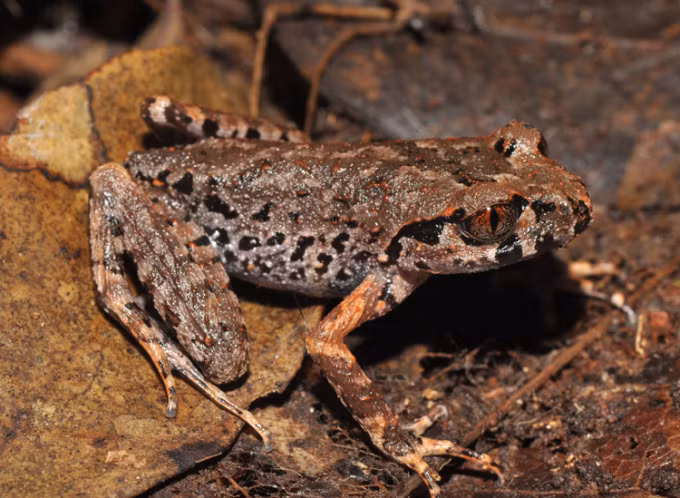 Ếch đầu to (Leptobrachium lunatum) được tìm thấy thấy tại Việt Nam và Campuchia năm 2012, hiện bị đe doạ bởi mất rừng và suy thoái rừng diễn ra liên tiếp và việc bắt nòng nọc của loài này để làm thức ăn.