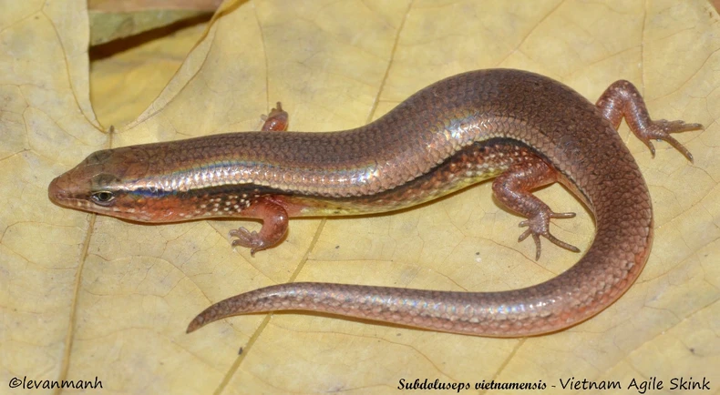 Thằn lằn bóng (Subdoluseps vietnamensis): Là một loài thằn lằn được phát hiện ở các khu rừng quanh các rừng keo và đồn điền cao su ở tỉnh Bà Rịa - Vũng Tàu và tỉnh Bình Thuận, miền nam Việt Nam. Nhờ khả năng đào hang dưới cát mà loài này có thể tránh được những kẻ săn mồi và các đám cháy.