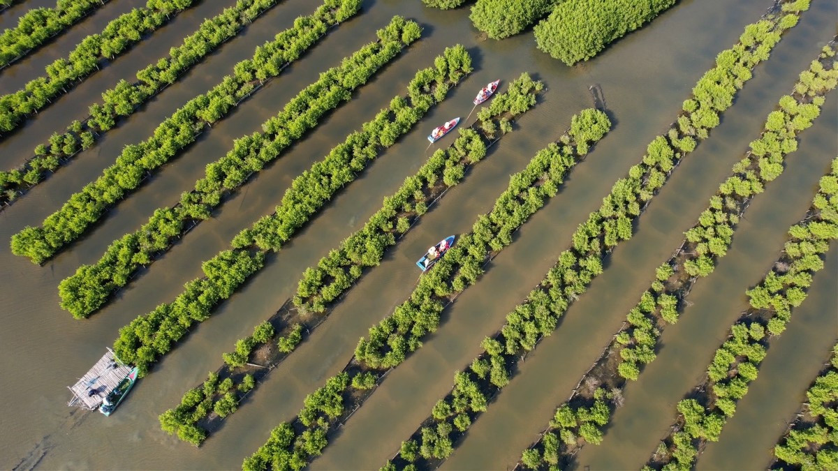 Bàu Cá Cái nổi bật với hình ảnh những luống cây cóc trắng dài khoảng 100 – 200m, được trồng đều tăm tắp trên một đường thẳng, mỗi luống cách nhau khoảng 4 – 10m. m. Ảnh: Phạm Duy Tài